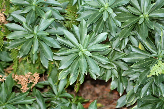 Daphne laureola