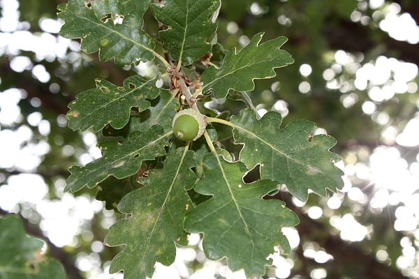 Quercus pubescens sl.