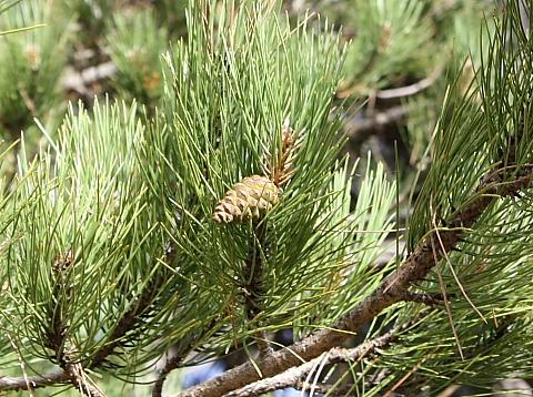 Pinus Pinea? no, Pinus nigra