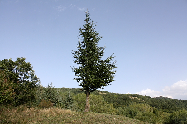 Cedrus atlantica