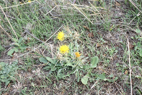 Centaurea cfr. nicaeensis