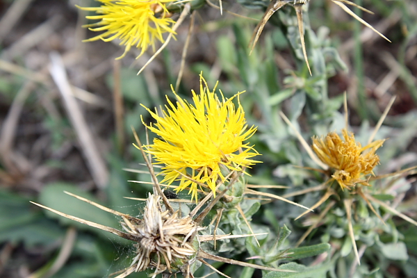 Centaurea cfr. nicaeensis