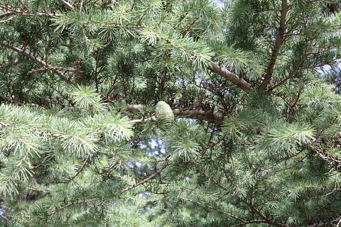 Cedrus atlantica