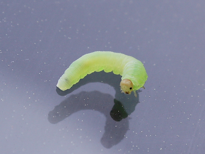 Larva da determinare