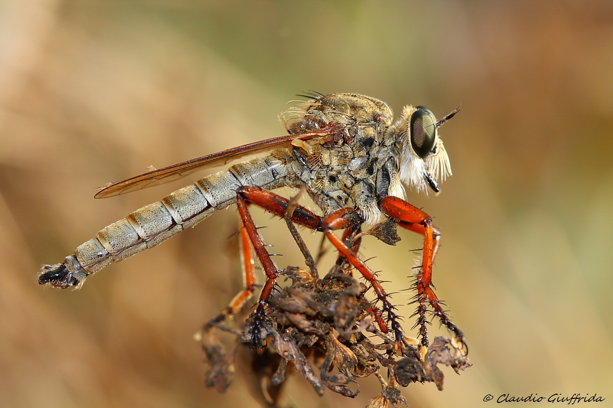 Asilidae da determinare...