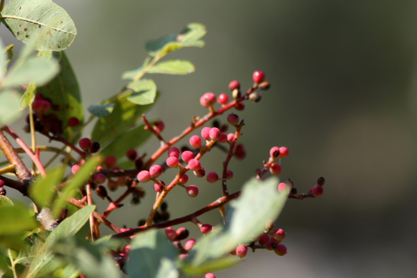 Pistacia terebinthus