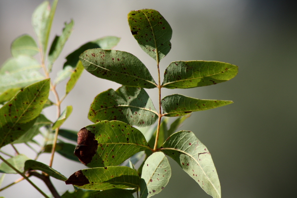 Pistacia terebinthus