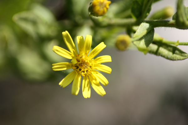 Dittrichia viscosa