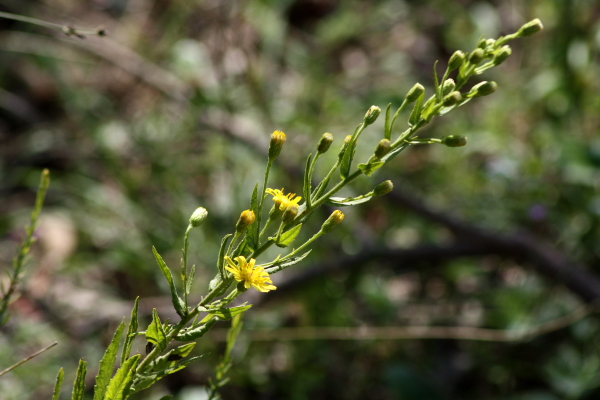 Dittrichia viscosa