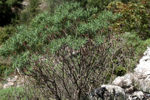 Euphorbia dendroides