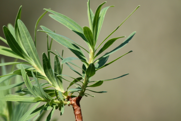 Euphorbia dendroides