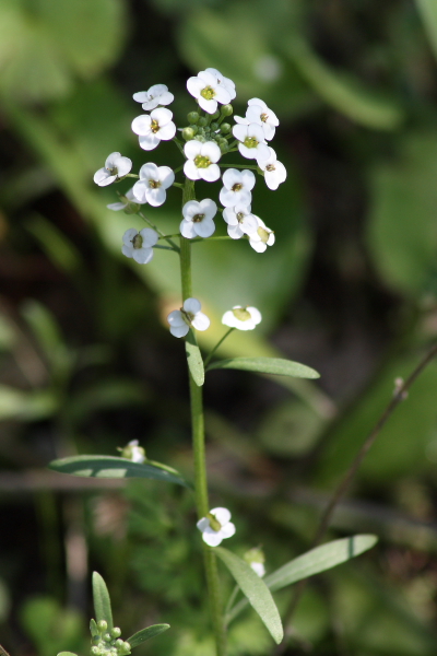 Lobularia maritima