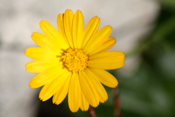 Calendula arvensis