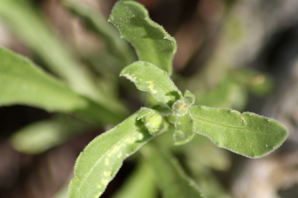 Calendula arvensis