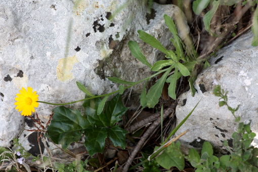 Calendula arvensis