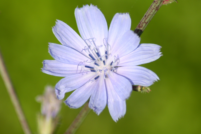 Cichorium Intybus