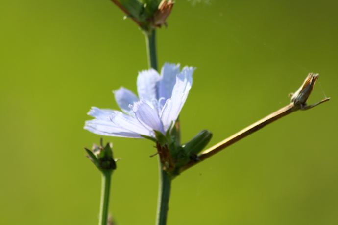 Cichorium Intybus