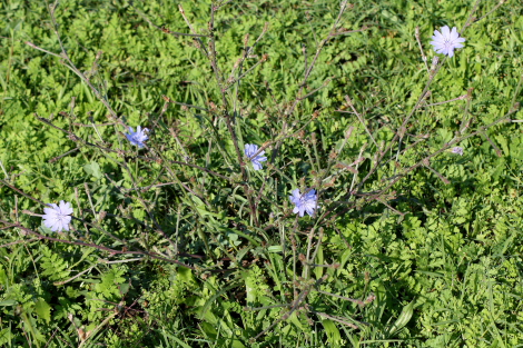 Cichorium Intybus