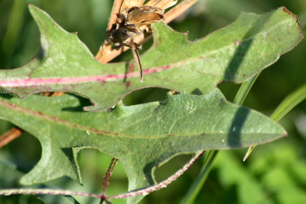 Cichorium Intybus