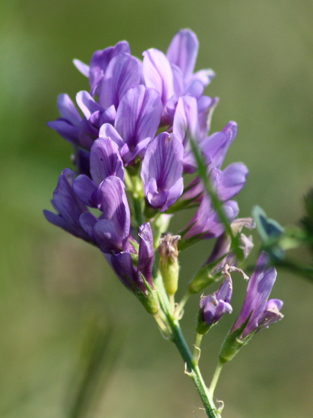 Medicago sativa