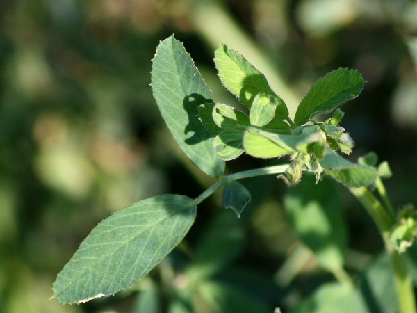 Medicago sativa