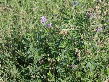 Medicago sativa