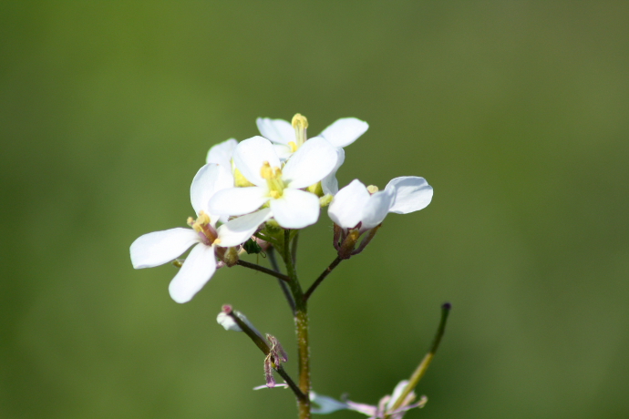 Diplotaxis cfr.erucoides