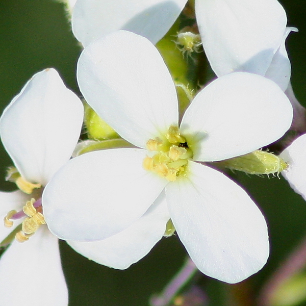 Diplotaxis cfr.erucoides