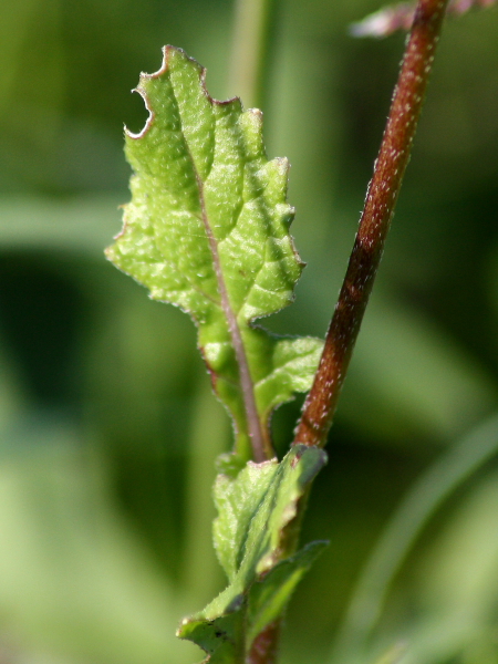 Diplotaxis cfr.erucoides