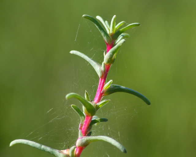 Salsola soda