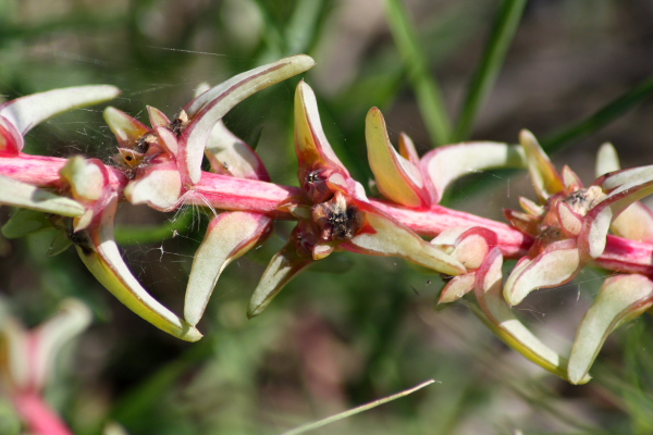 Salsola soda