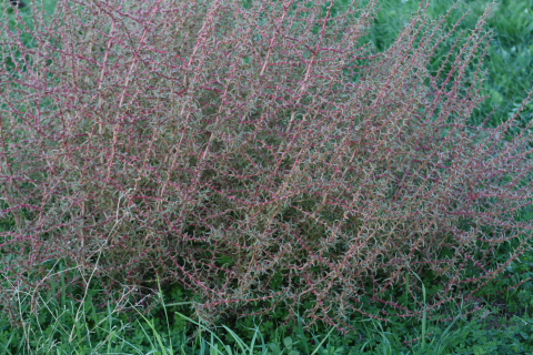 Salsola soda