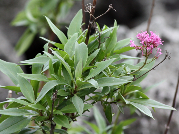 Centranthus ruber