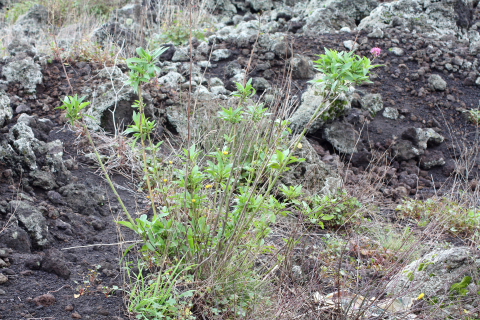 Centranthus ruber