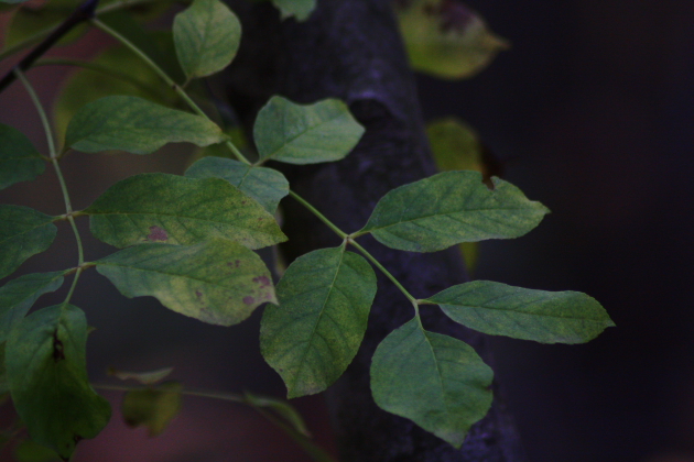 Fraxinus ornus