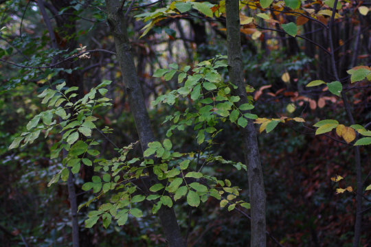 Fraxinus ornus