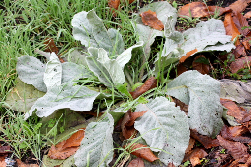 Verbascum cfr thapsus