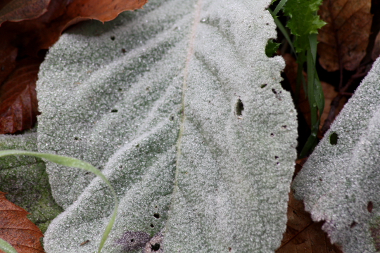 Verbascum cfr thapsus