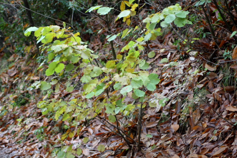 Corylus avellana