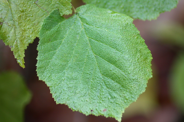 Corylus avellana