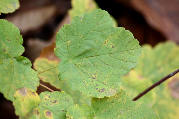 albero da determinare - Acer obtusatum ?