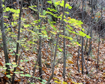 albero da determinare - Acer obtusatum ?