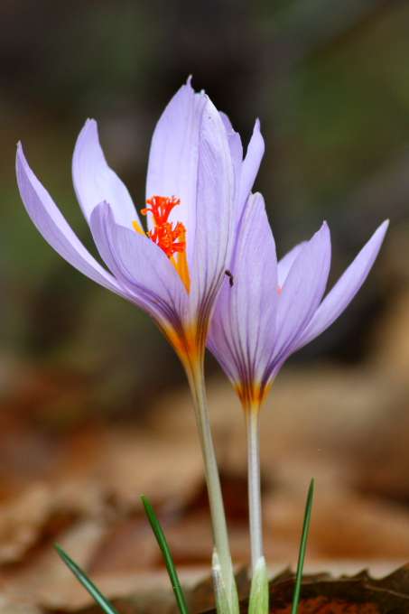 Crocus longiflorus