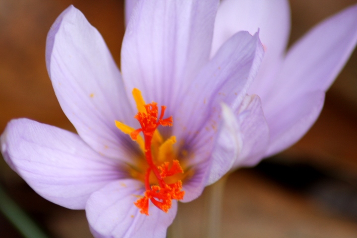 Crocus longiflorus