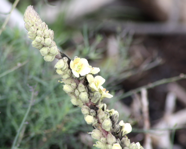 Verbascum cfr thapsus