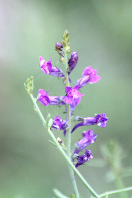 Linaria purpurea