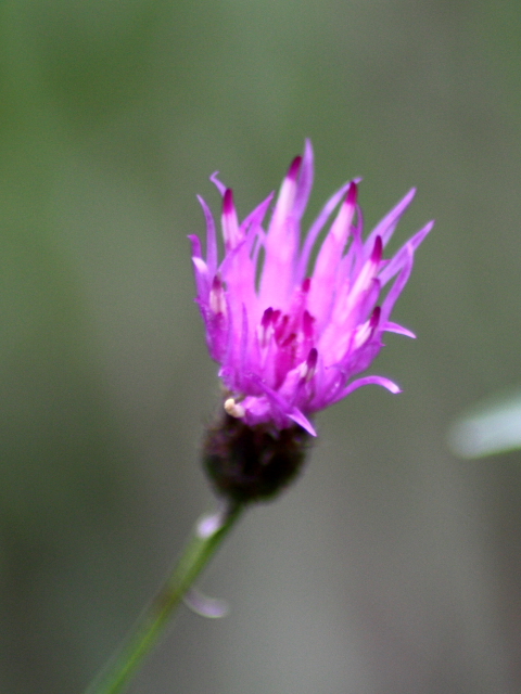 da determinare - asteracea