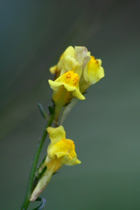 Linaria sp.