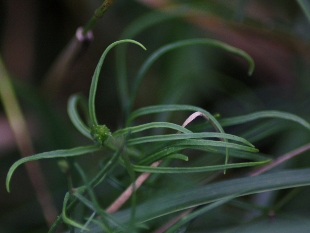 Linaria sp.