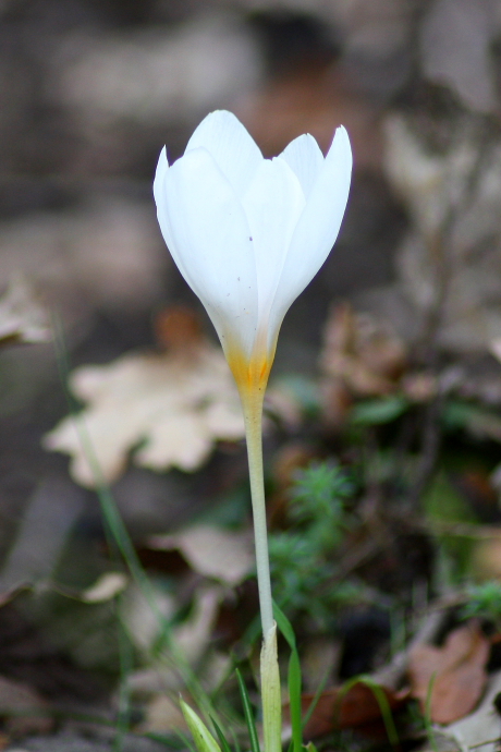 Crocus longiflorus